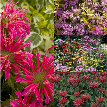 Monarda - Bee Balm 'Multiple Varieties'