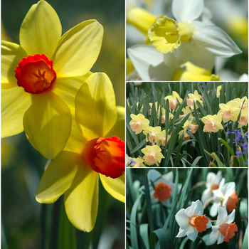 Narcissus - Daffodil 'Multiple Varieties'