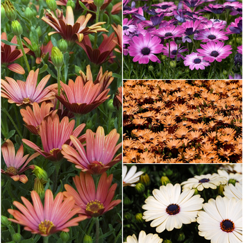 Multiple Varieties - Osteospermum