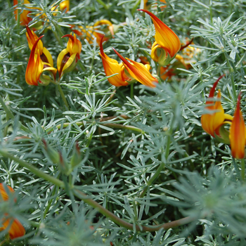 Lotus berthelotii (Parrot's Beak) - Lotus Vine 'Gold Flash'