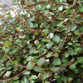 Muehlenbeckia complexa - Wire Vine