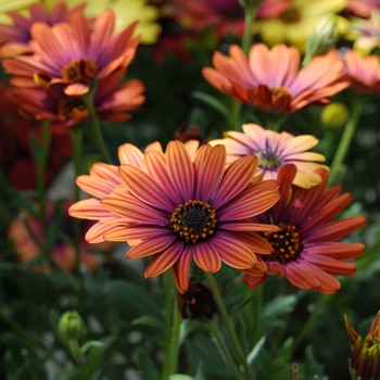 Osteospermum (African Daisy) - Osteospermum 'Light Copper'