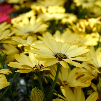 Osteospermum (African Daisy) - Osteospermum 'Yellow'