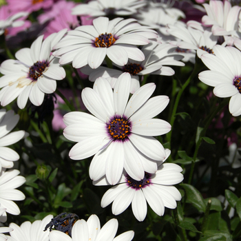 Osteospermum (African Daisy) - Osteospermum 'Astra White'