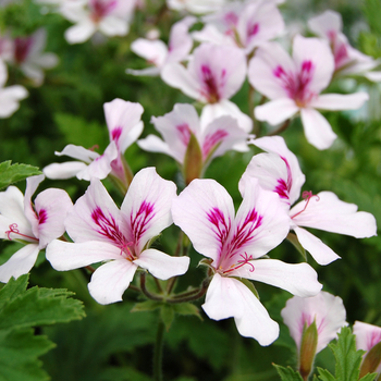 Pelargonium citrosum (Scented Geranium) - Geranium 'Citronella'