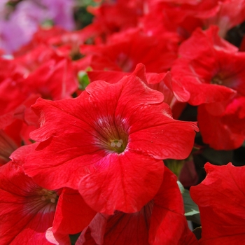 Petunia hybrid - Petunia 'Sunpassion Red'