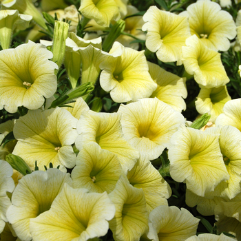 Petunia hybrid - Petunia 'Sunpassion Sunny Yellow'