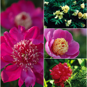 Paeonia - Peony 'Multiple Varieties'