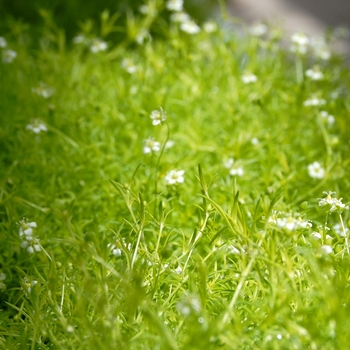 Sagina subulata - Moss 'Irish'