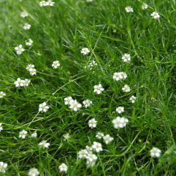 Sagina subulata - Moss 'Scotch'
