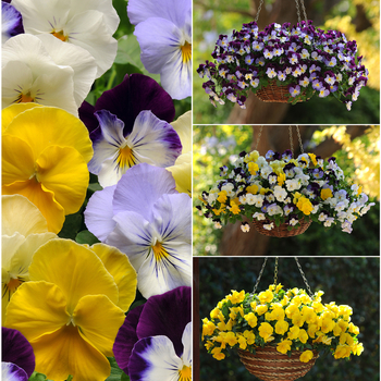Pansy 'Cool Wave Series'