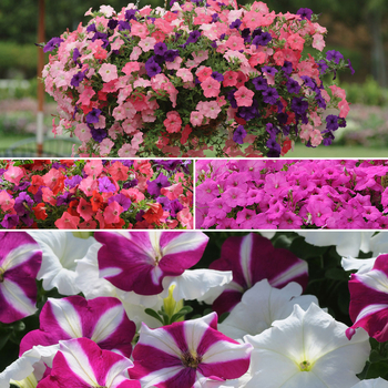 Petunia Hybrida - Easy Wave Petunia
