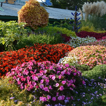 IMPATIENS for the SUN - SunPatiens® Collection