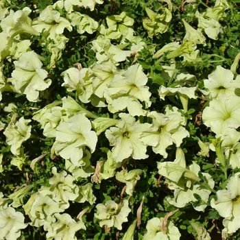 Petunia hybrid 'Sophistica Lime Green' - Petunia