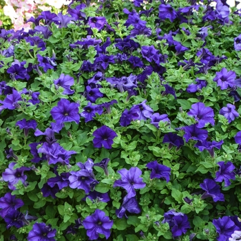 Petunia hybrida - Petunia 'Surfinia Giant Blue'