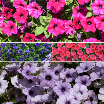 Petunia hybrid - Petunia 'Surfinia Series'