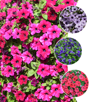 Petunia hybrida 'Surfinia® Series' - Surfinia Petunias