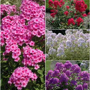 Phlox paniculata - Garden Phlox 'Multiple Varieties'