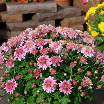 Chrysanthemum - Mum 'Florist Varieties'