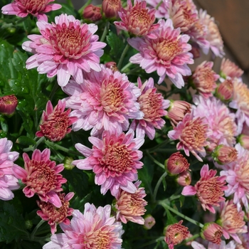 Chrysanthemum - Mum 'Florist Varieties'