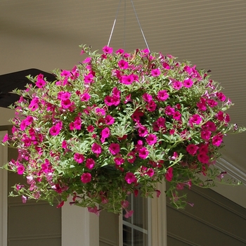 Multiple Colours - Petunia Hanging Basket