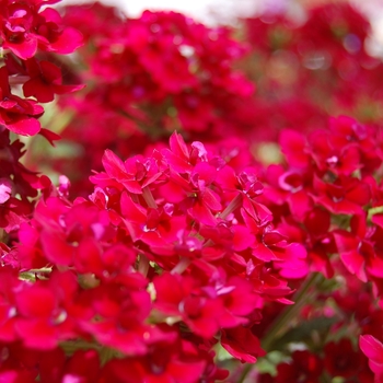 Verbena - Verbena 'Sweet Dreams Magenta Morning'
