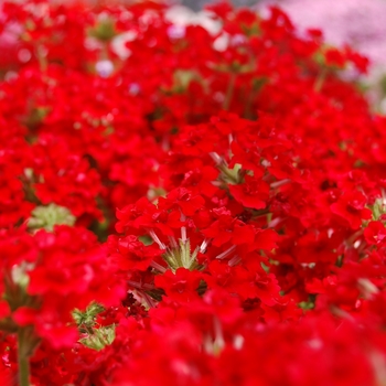 Verbena - Verbena 'Sweet Dreams Red Dawn'