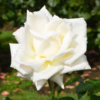 Rosa - Rose 'Full Sail'