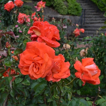Rosa - Rose 'Burst of Joy'