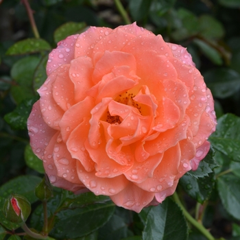 Rosa - Rose 'Jump for Joy'