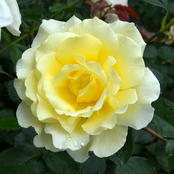 Rosa - Rose 'White Licorice'