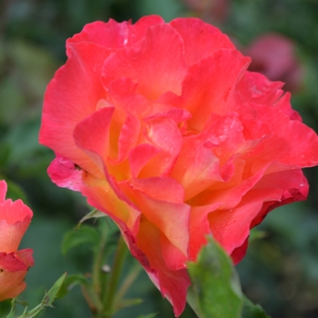 Rosa - Rose 'Easy Does It'