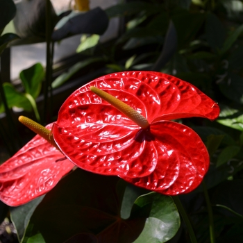 Anthurium andraeanum - Anthurium 'Multiple Varieties'