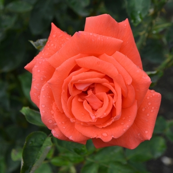 Rosa - Rose 'Tropicana'