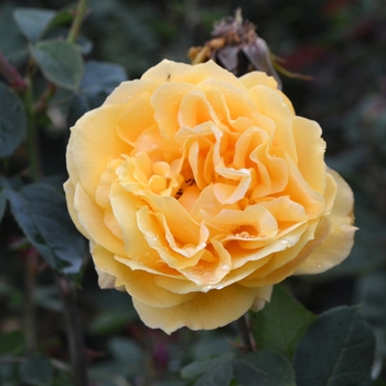 Rosa - Rose 'Ch-Ching'