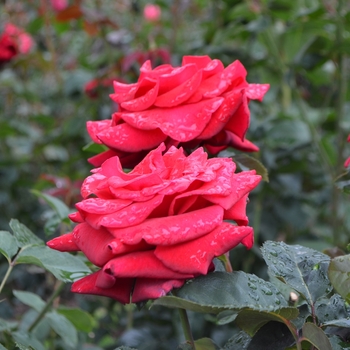 Rosa - Rose 'Firefighter'