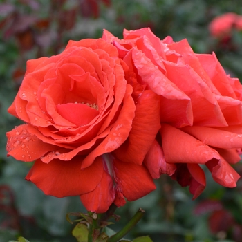 Rosa - Rose 'Fragrant Cloud'