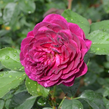 Rosa - Rose 'Ebb Tide'