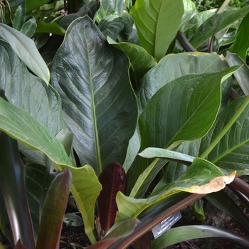 Anthurium jenmanii - Jungle Bush Anthurium