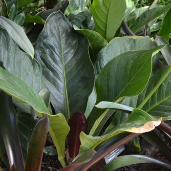 Anthurium jenmanii - Anthurium 'Jungle Bush'