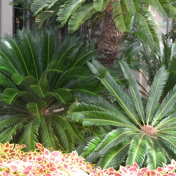 Cycas revoluta - Palm 'Sago'