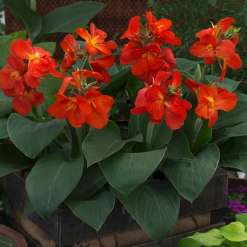 Canna - Canna Lily