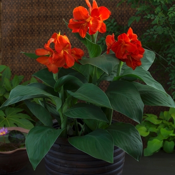 Canna - Canna Lily