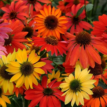 Echinacea - Coneflower 'Cheyenne Spirit'