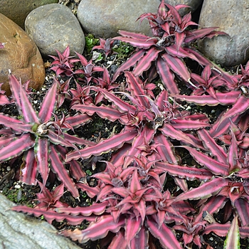 Cryptanthus bivittatus 'Ruby Red' - Earth Star