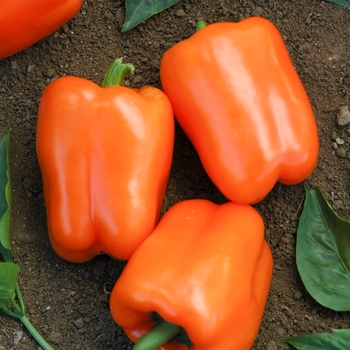 Capsicum annuum 'Orange Blaze' - Sweet Pepper