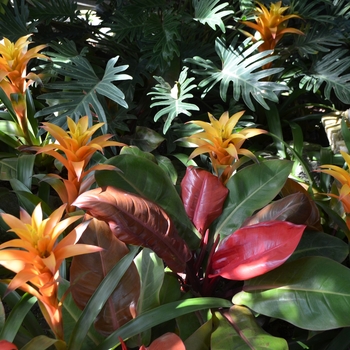 Guzmania - Bromeliad 'Multiple Varieties'