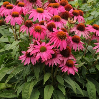 Echinacea purpurea - Coneflower 'PowWow Wild Berry'