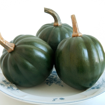 Cucurbita pepo - Acorn squash