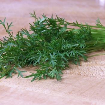 Coriandrum sativum - Cilantro 'Delfino'